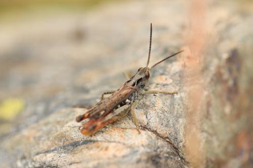 Chorthippus saulcyi